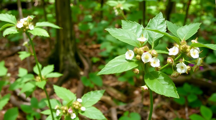 Thimbleberry Blooms Over Grow Western Forest Trail