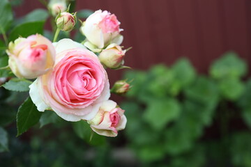 A cluster of delicate pink roses showcases their beauty in a serene garden. The vibrant blooms...