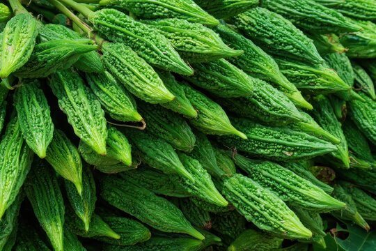 Spine gourd also known as Momordica dioica or by various regional names like kantola and bhat karela is a nutritious vegetable