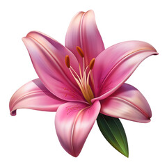 Pink Lily Flower Watercolor Botanical Illustration Soft Pink Petals Detailed Stamens isolated on a transparent background