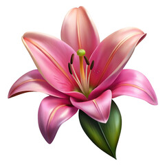 Pink Lily Flower Watercolor Botanical Illustration Soft Pink Petals Green Leaf isolated on a transparent background
