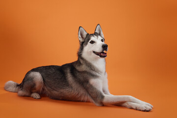 A Siberian Husky lies comfortably on an orange background, appearing content and relaxed. The soft lighting enhances the dog's serene posture and peaceful expression.