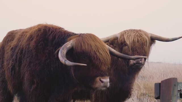 scottish highland cow