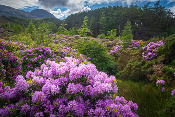 A summer HDR image of Rhododendrons and Caledonian Pine Forest, Coire Roille, Torridon, Wester Ross, Highlands of Scotland, UK. 