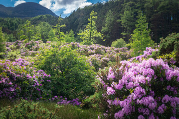 A summer HDR image of Rhododendrons and Caledonian Pine Forest, Coire Roille, Torridon, Wester Ross, Highlands of Scotland, UK. 