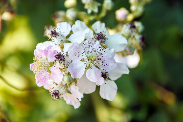 blooming apple tree