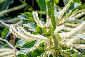 close up white flowers of a tree