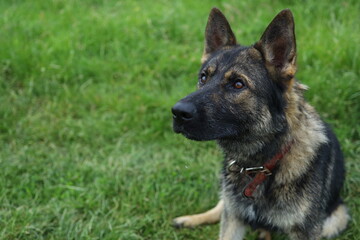 A german shepherd rests on the lush, green grass in a sunny park during the afternoon. The dog appears attentive, with a shiny coat and a curious expression.
