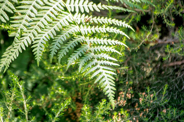 selective shot green fern leaves in the forest