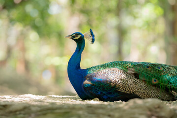 Portrait of beautiful peacock,A closeup shot of a peacock