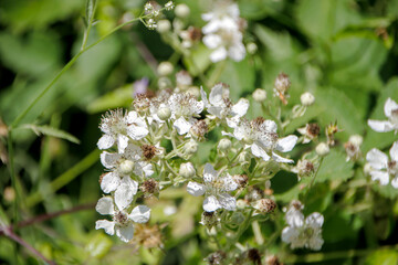 close up white flowers of a plant