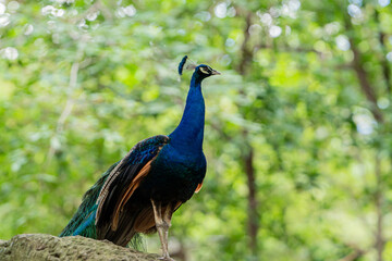 Obraz premium Portrait of beautiful peacock,A closeup shot of a peacock