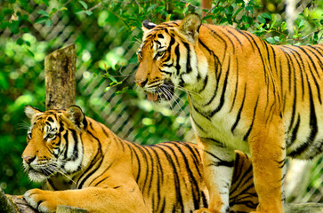 Portrait of a Malayan tiger (Panthera tigris jacksoni).