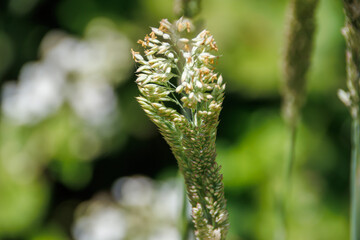 close up of a flower cone