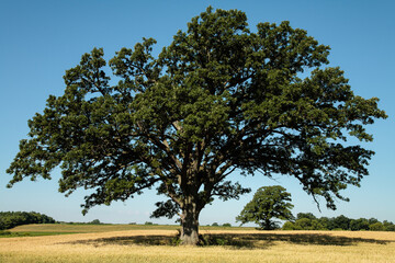 Oak tree in farm field in summer in Wisconsin