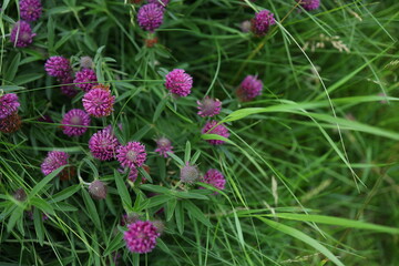 A vibrant cluster of purple clover flowers stands out among lush green grass in a sunny meadow. This scene captures the beauty of springtime blooms in nature, evoking tranquility.