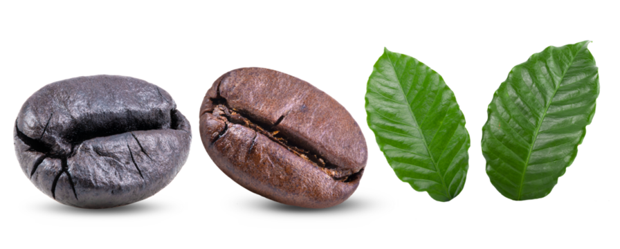  roasted coffee beans with leaves  isolated on transparent png (Image from camera)