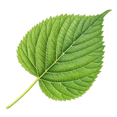 Fototapeta premium leaf aesthetic isolated background