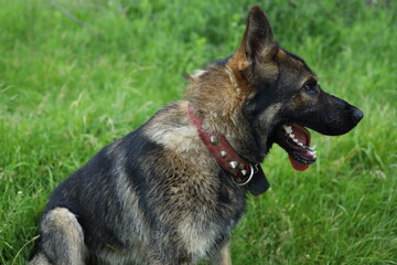 A german shepherd sits on lush green grass in a park during the afternoon, displaying an attentive...