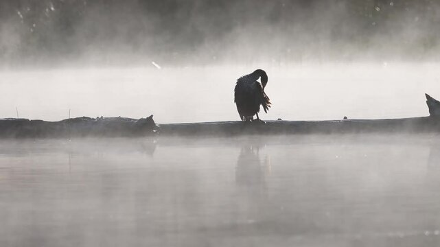Double-crested cormorant (Phalacrocorax auritus) preens on a log in Antelope Lake in Plumas County, California, surrounded by calm mist and soft morning light