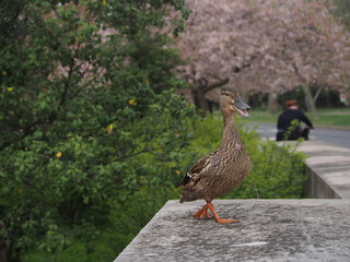 canard qui marche