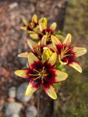 Fototapete bei efototapeten.de bestellen   