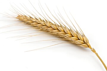 ear of wheat isolated