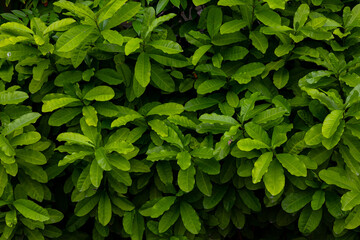 Lush Green Glossy Leaf Shrub Wall