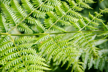green fern leaves in the forest