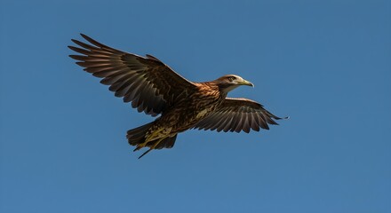 Obraz premium Eagle, Bird, Bird of prey, Brown Eagle Soaring in a Clear Blue Sky