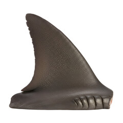 Detailed Close-Up of a Shark Fin, Showing Texture and Form.