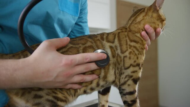 Male vet examining a Bengal cat with a stethoscope, checking heart and lung health of the pet animal, close up shot. Veterinary service concept.