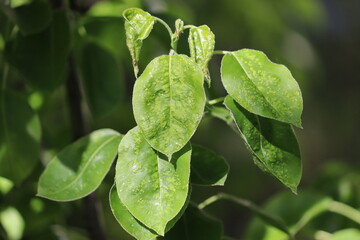 Pear leaf blister mite or Eriophyes pyri on pear leaf