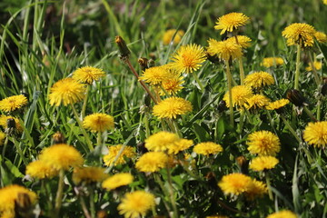 Field of dandelions yellow flowers and green grass