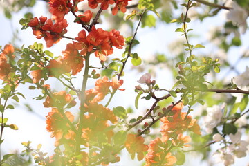 Fototapeta premium Flowering Japanese quince (Chaenomeles japonica) plant with bright orange flowers in spring garden