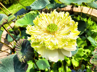 In a tranquil pond, a stunning lotus flower gracefully unfolds its delicate petals, embraced by...