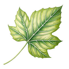 leaf aesthetic isolated background