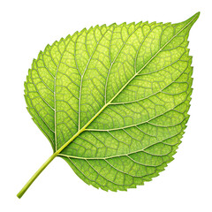 leaf aesthetic isolated background