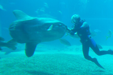 Scuba diver swimming with sunfish