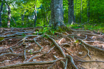 green forest glade at the summer sunny day
