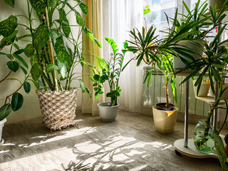 Indoor plant arrangement in a sunlit room with large windows and natural light enhancing greenery