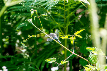 dragonfly on plant branch
