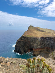 Group of cacti on rocky shore on Madeira island with high rocky coastline, huge stones and ocean waves.