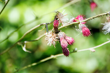 red tiny flowers on branch against green background