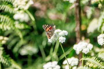 red black color butterfly on white flower