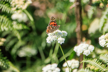 close up butterfly on a flower