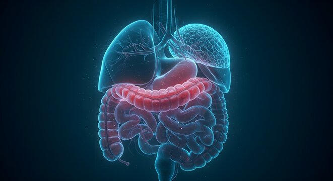 Human, Digestive system, Anatomy, Human Digestive System Anatomy - 3D Render