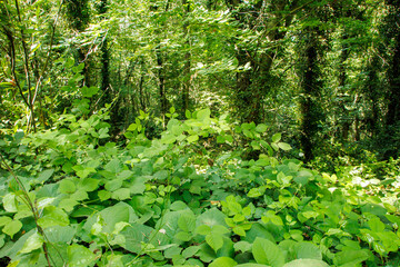 green forest background