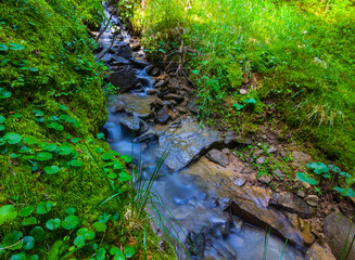 small river flow through the green forest