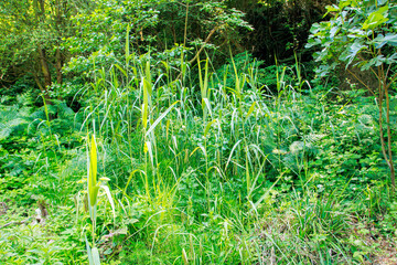 green grass in the forest